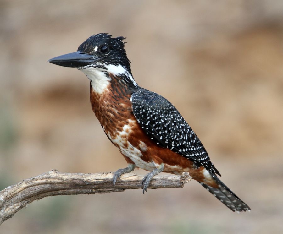 KINGFISHER. GIANT..JPG