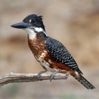 KINGFISHER. GIANT..JPG