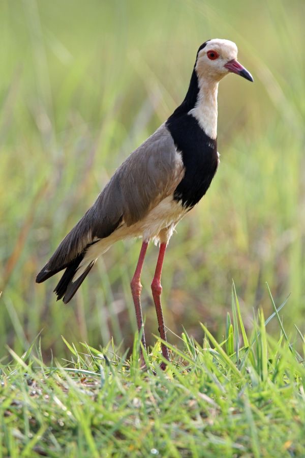 LAPWING.    LONG_TOED.JPG