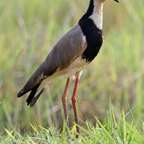 LAPWING.    LONG_TOED.JPG