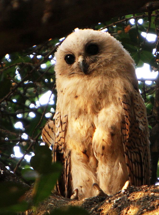 OWL.           PELS-FISHING.   juvenile.JPG
