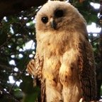 OWL.           PELS-FISHING.   juvenile.JPG
