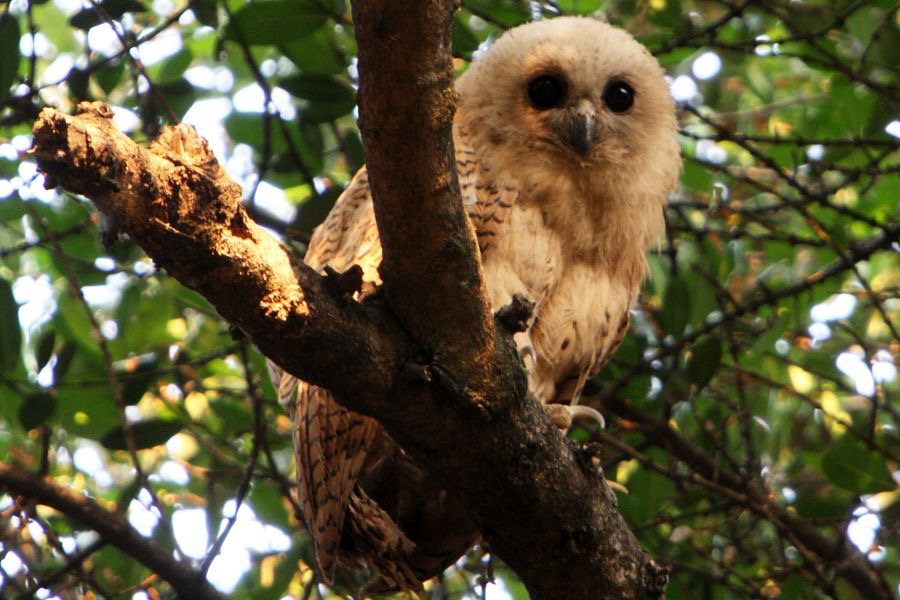 OWL..            PELS- FISHING  juvenile.jpg