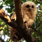 OWL..            PELS- FISHING  juvenile.jpg