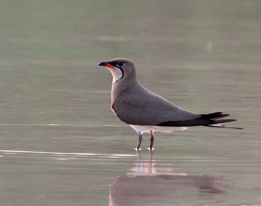 PRATINCOLE   COLLARED.jpg