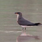 PRATINCOLE   COLLARED.jpg