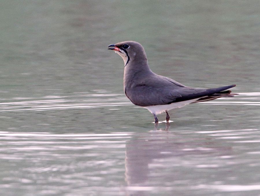 PRATINCOLE.   COLLARED.JPG