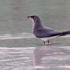 PRATINCOLE.   COLLARED.JPG