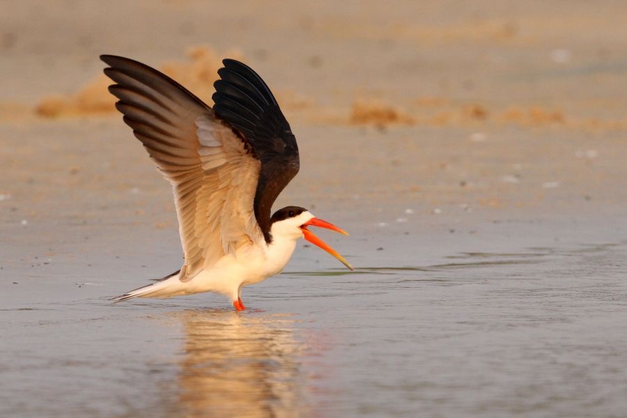 SKIMMER.   AFRICAN.jpg
