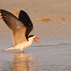 SKIMMER.   AFRICAN.jpg