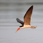 SKIMMER..   AFRICAN.JPG