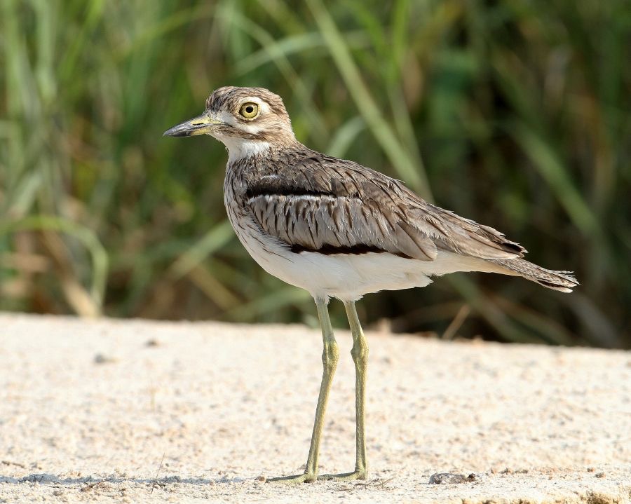 THICK-KNEE.    WATER.JPG