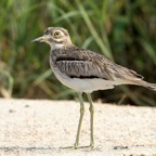 THICK-KNEE.    WATER.JPG