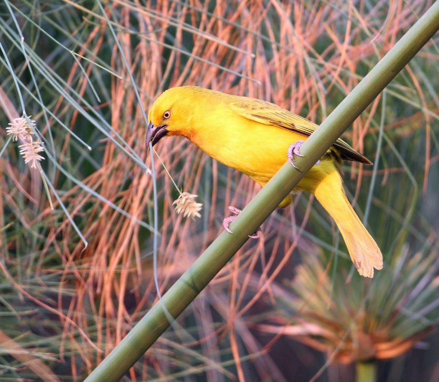 WEAVER.     GOLDEN.JPG