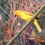 WEAVER.     GOLDEN.JPG