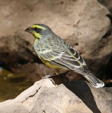 CANARY..   YELLOW FRONTED.JPG