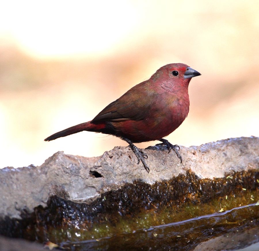 FIREFINCH. JAMESONS.JPG