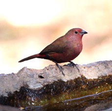 FIREFINCH. JAMESONS.JPG