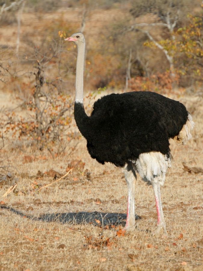 OSTRICH   COMMON male.JPG