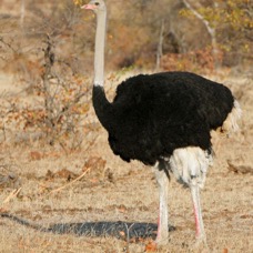 OSTRICH   COMMON male.JPG