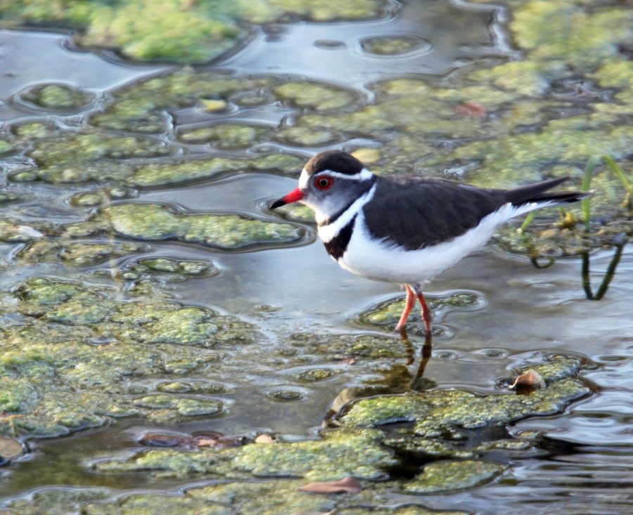 PLOVER.       THREE BANDED.JPG