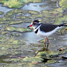 PLOVER.       THREE BANDED.JPG