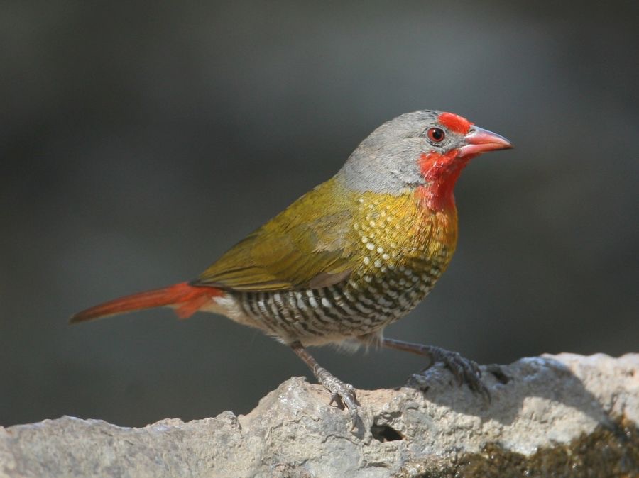 PYTILIA. male      GREEN WINGED  MELBA FINCH.JPG