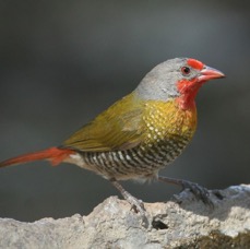 PYTILIA. male      GREEN WINGED  MELBA FINCH.JPG