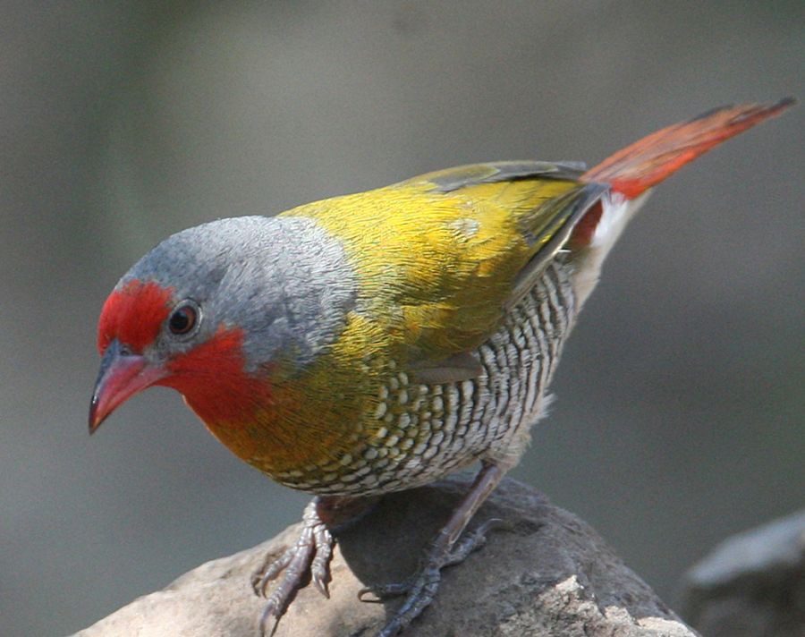 PYTILIA...male     GREEN WINGED.  MELBA FINCH.JPG