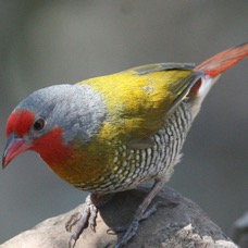 PYTILIA...male     GREEN WINGED.  MELBA FINCH.JPG