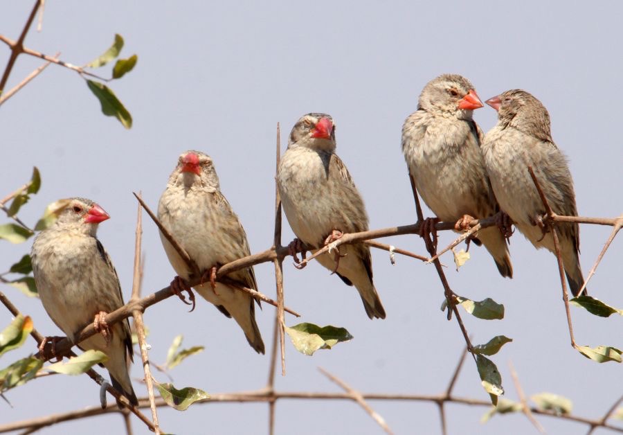 QUELEAS..        RED BILLED       non breeding.JPG