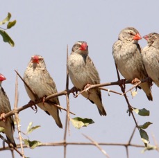 QUELEAS..        RED BILLED       non breeding.JPG