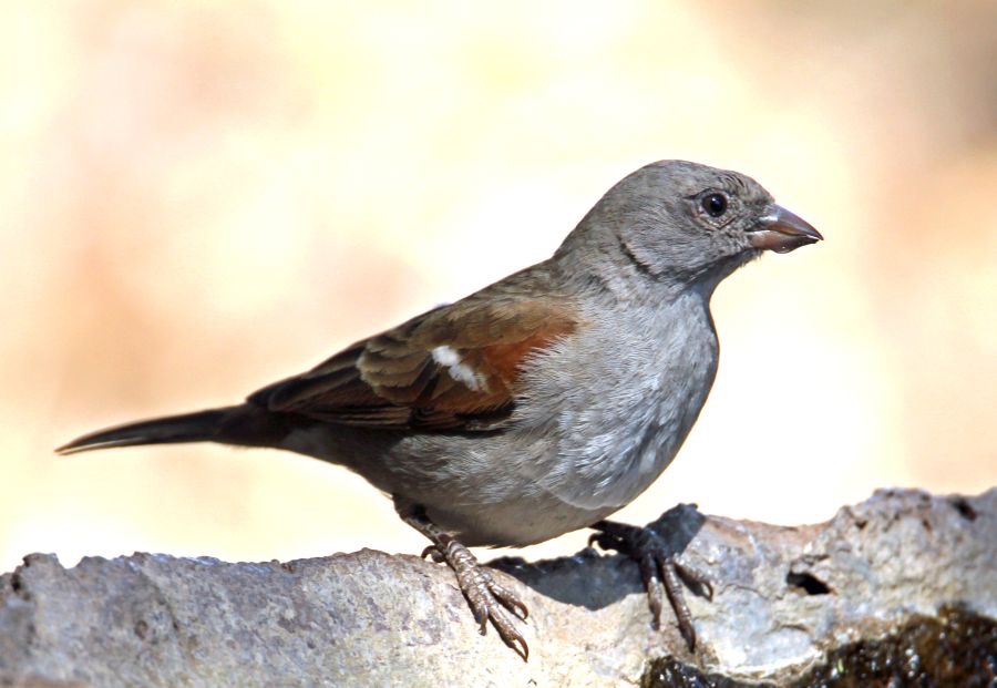 SPARROW   SOUTHERN GREY HEADED.JPG