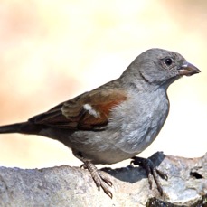 SPARROW   SOUTHERN GREY HEADED.JPG