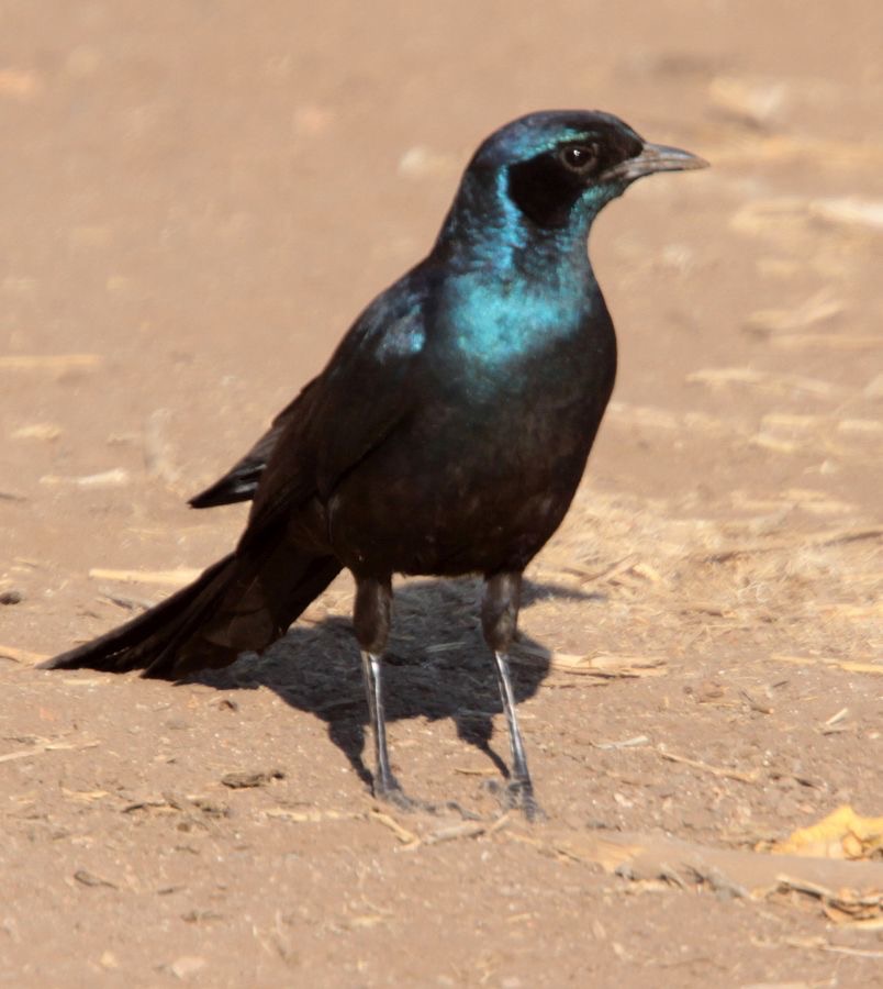 STARLING..   MEVES LONG TAILED GLOSSY.JPG
