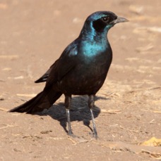 STARLING..   MEVES LONG TAILED GLOSSY.JPG