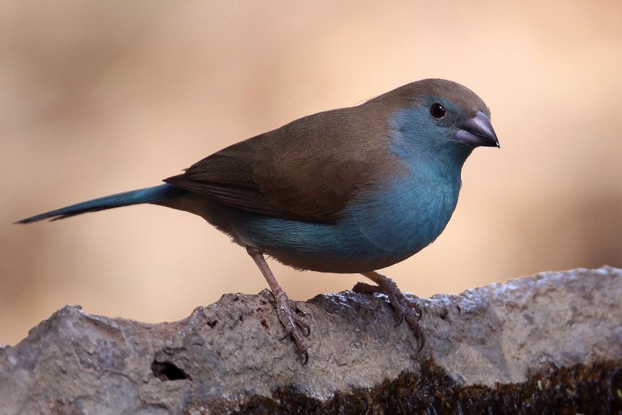 WAXBILL.      BLUE.JPG