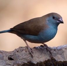 WAXBILL.      BLUE.JPG