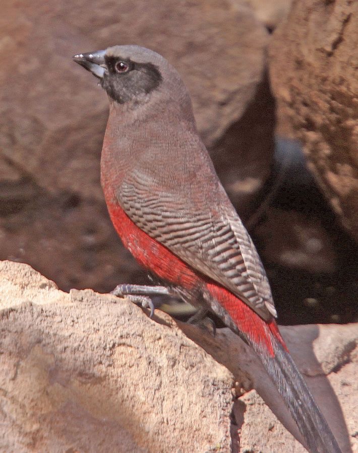 WAXBILL.     BLACK FACED.JPG