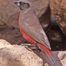 WAXBILL.     BLACK FACED.JPG