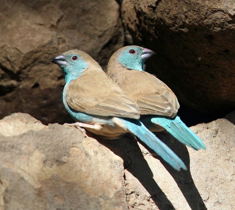 WAXBILLS..    BLUE.JPG