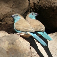 WAXBILLS..    BLUE.JPG