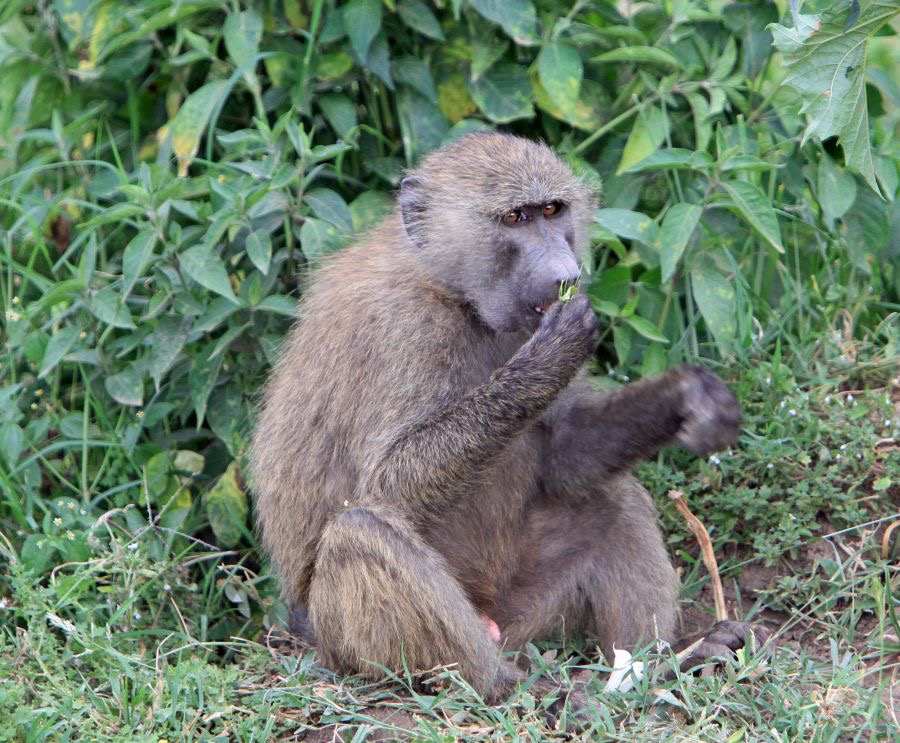 BABOON   YELLOW.jpg