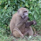 BABOON   YELLOW.jpg