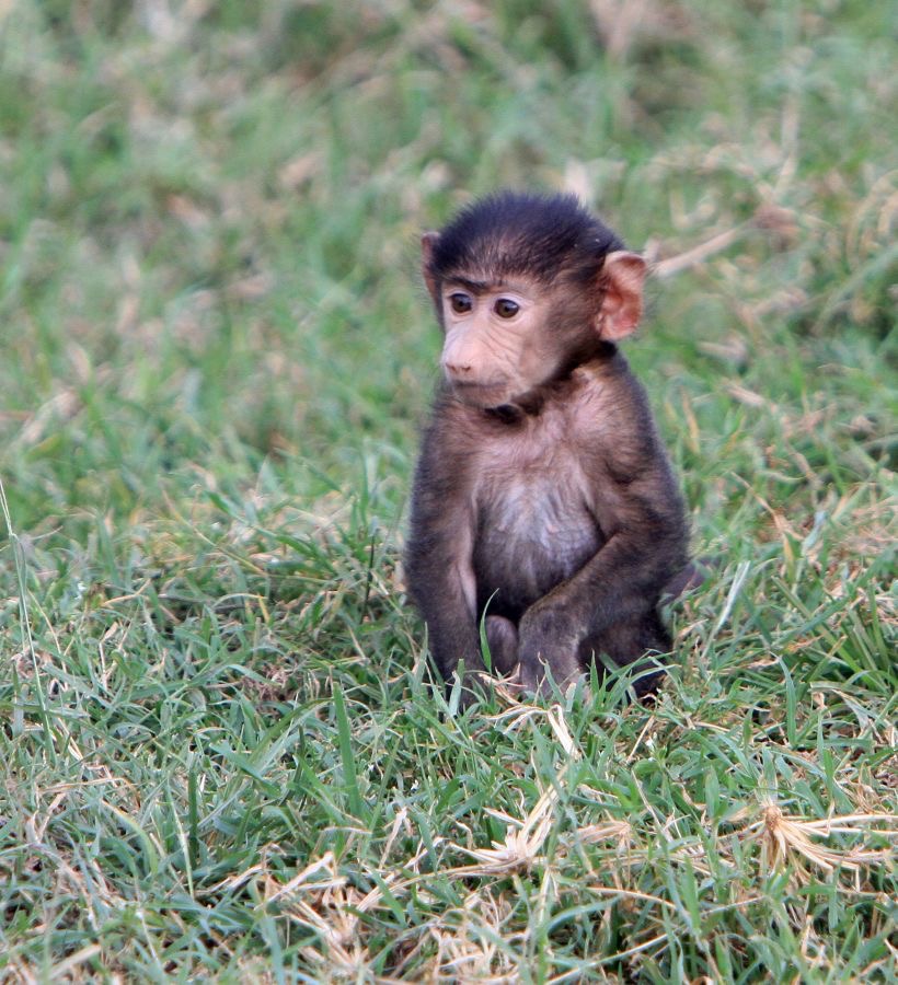 BABOON  YELLOW  baby.jpg