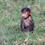 BABOON  YELLOW  baby.jpg