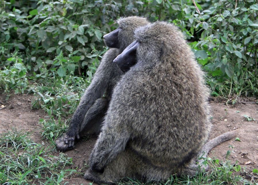 BABOONS  YELLOW.jpg