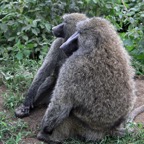 BABOONS  YELLOW.jpg