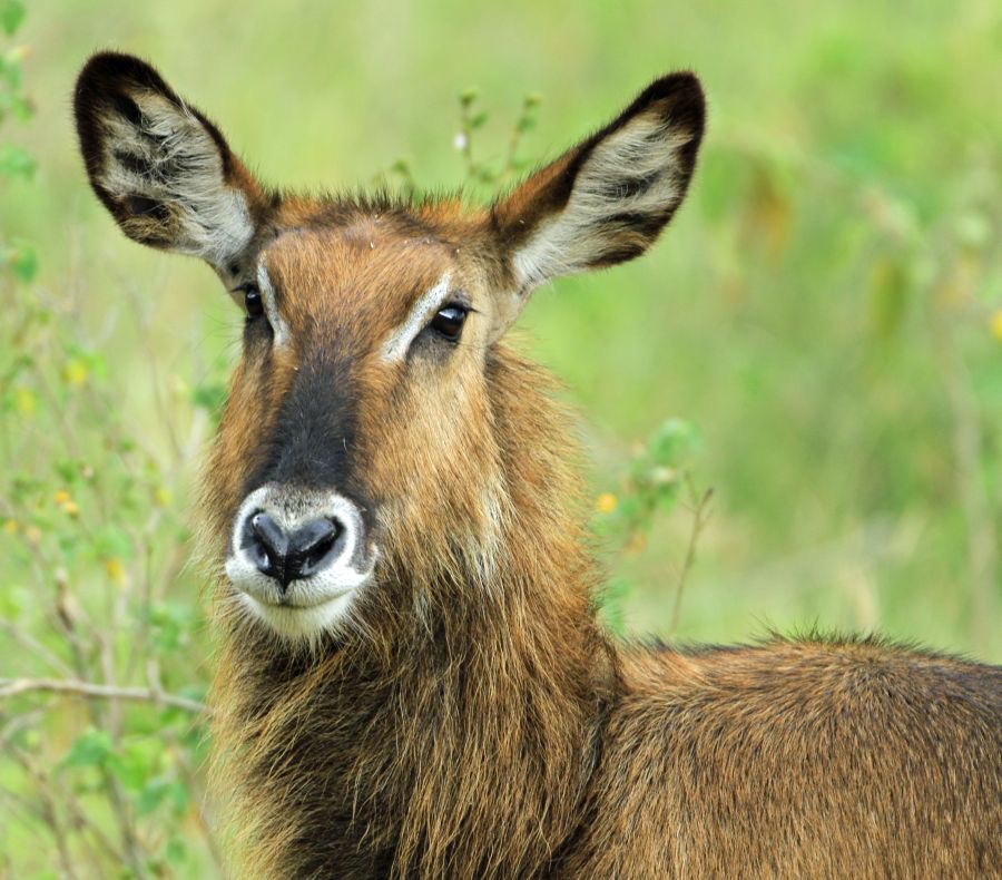 COMMON   WATERBUCK.jpg