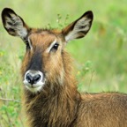 COMMON   WATERBUCK.jpg